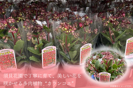 【2027年2月より順次発送】須貝花園 カランコエ 1鉢(7号鉢)｜カランコエ 花 季節の花 須貝花園 先行予約 茨城県 行方市(C-3)