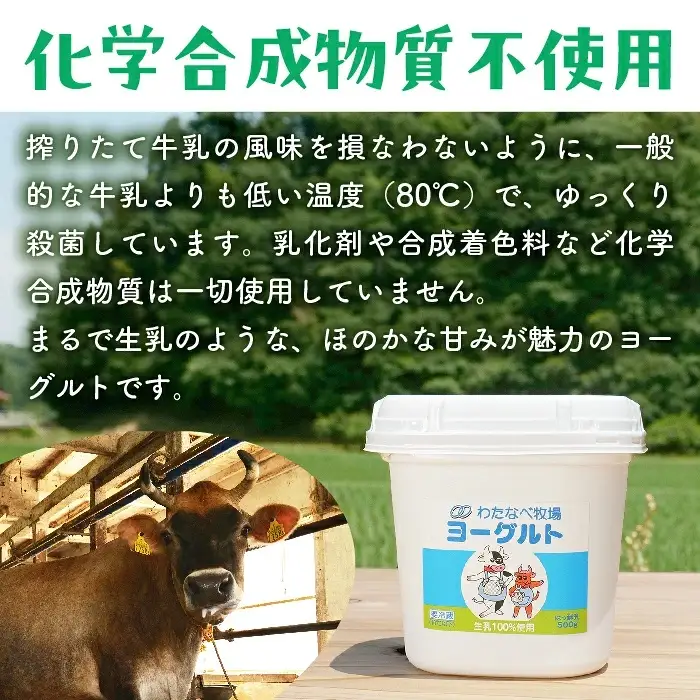 【定期便6回】ヨーグルト500ｇ（プレーン）6個セット／ 無糖 ネッカ牛乳 ノンホモ製法 セット 搾りたて 栄養 こだわり おやつ デザート 朝食 スイーツ 自然派 化学合成物質不使用 安心 乳製品 乳酸菌 腸活 健康 定期便 島根県 安来市