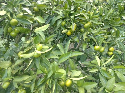 【周防大島産】日南一号（極早生種）10kg