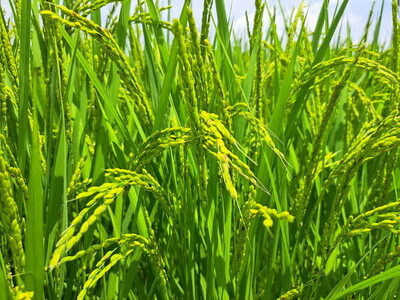 【令和7年産】コシヒカリ 精米 10kg【茨城県共通返礼品　美浦村産】 ※2026年6月～発送