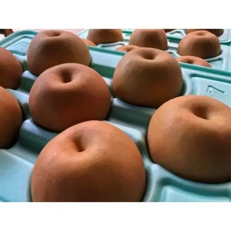 新高梨 5kg(5～9個入り)個数おまかせ_果物・フルーツ 和梨 梨 わなし ワナシ_【1342789】
