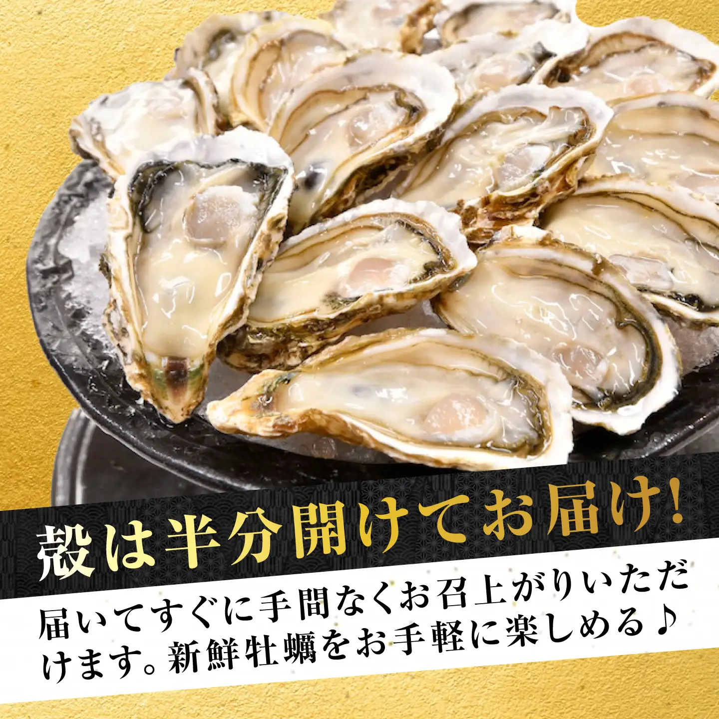 生牡蠣夏かき9個 牡蠣[XBP012]