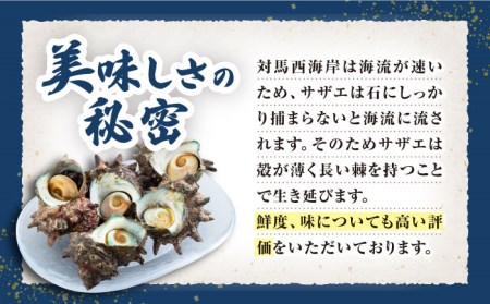 【先行日時予約】対馬産 活サザエ 6kg [WAA016] さざえ 貝 サザエ 刺し身 お刺し身 サザエ