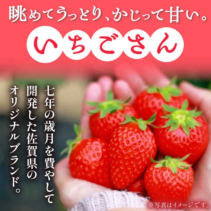 【2027年2月以降順次発送】いちごさん 約1kg（240g×4パック） / 佐賀県 / さが風土館季楽 [41AABE102]