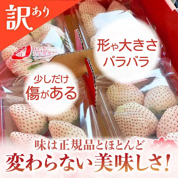 【2027年1月以降順次発送】白い宝石（訳あり）約520g（約130g×4パック） / 佐賀県 / 手島農園 [41ABAB004]
