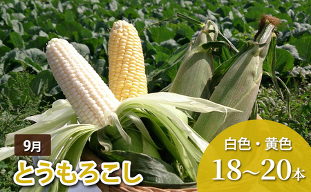 【先行予約】十勝幕別 北の畑のオーナーさん 人気の旬野菜 年3回定期便［2027年5月出荷開始］北海道ホープランド農場 【 アスパラ とうもろこし コーン じゃがいも ジャガイモ 玉ねぎ 野菜 定期便 】
