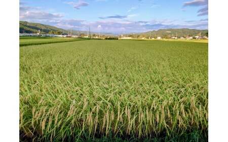 令和7年度米【すぐ発送】地元でも美味しいと評判！八百津町小川さんのコシヒカリ10Kg 申込  発送 可能 すぐにお届け