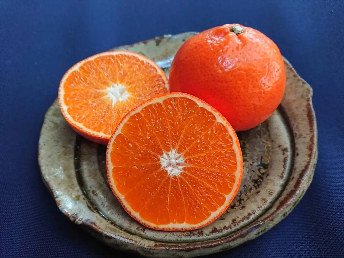 【先行受付】みはや 2kg 果物 フルーツ くだもの 柑橘 みかん 蜜柑 新品種 おすすめ A級品 化粧箱 ギフト 贈り物 贈答 プレゼント おすすめ おすそ分け おやつ スイーツ デザート 宮崎県 綾町 送料無料【JA綾町】_A0114-2491