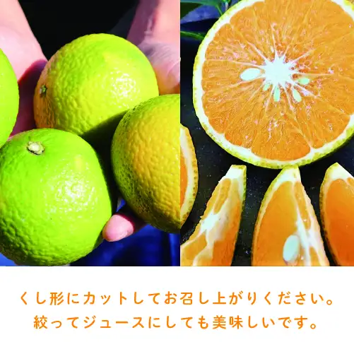 【先行予約】希少柑橘「スイートスプリング」10kg 果物 フルーツ くだもの 柑橘 オレンジ みかんジュース おすすめ プレゼント おすそ分け おやつ スイーツ デザート 常温 産地直送 宮崎県 綾町 送料無料【JA綾町】_A0114-2591