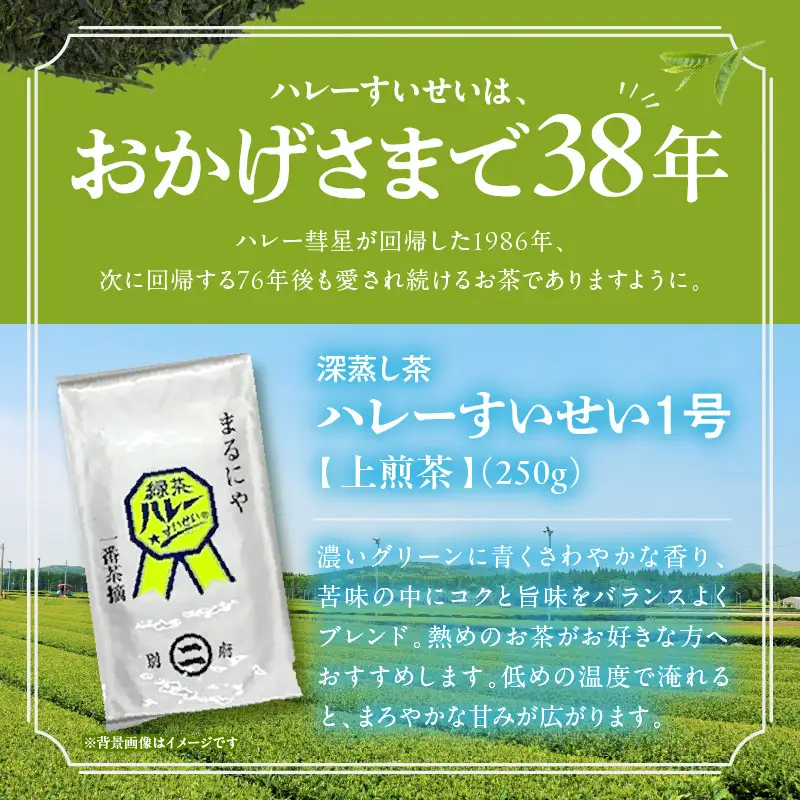 一番茶摘み緑茶ハレーすいせい1号(上煎茶)250g　2本セット_B079-011