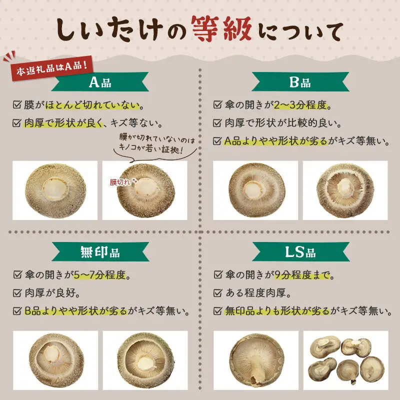 しいたけ A級品 Lサイズ 約1.2kg(約150g(6個入)×8パック)