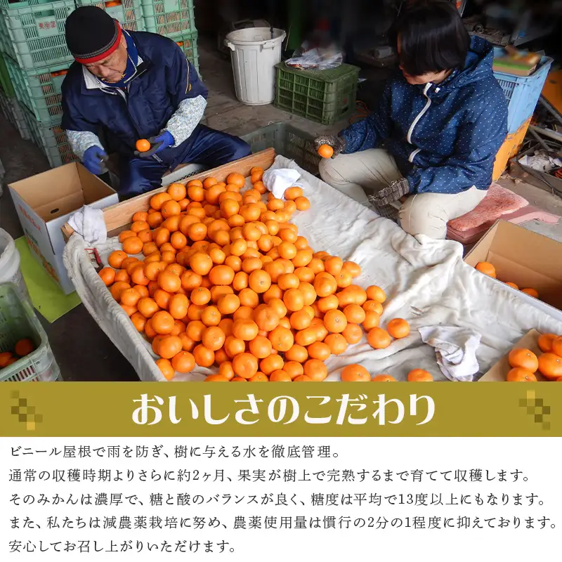『先行予約』【12月発送】吉田みかん園の樹上完熟みかん 5kg