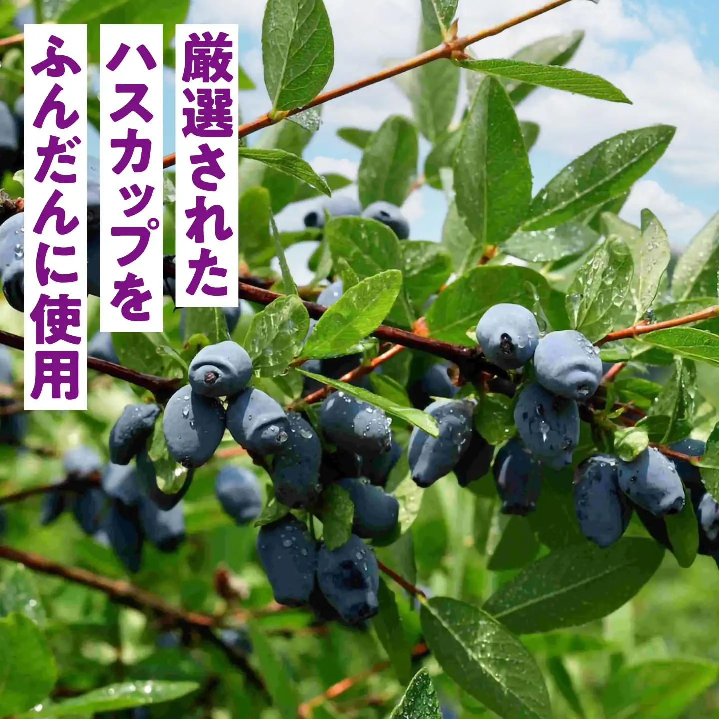 ハスカップジャム2瓶&ハスカップシロップ1瓶セット【株式会社知熊屋】ギフトセットプレゼント 北海道 [AXBN003]