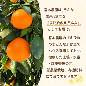【2026年11月下旬頃から順次発送】ご家庭用 愛果28号 (紅まどんな と同品種) 約9kg  ハウス栽培 | あいか 28号 果物 みかん 柑橘 宮本農園 愛媛県 松山市MN0143】