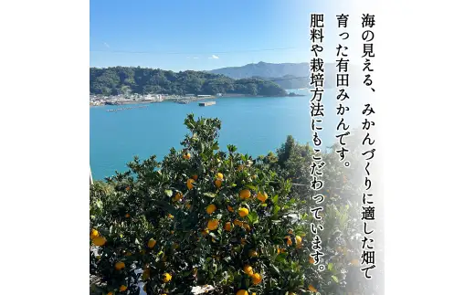 【12月発送】秀品 有田みかん 和歌山県産  S～Lサイズ 大きさお任せ 3kg / みかん フルーツ 果物 くだもの 有田みかん 蜜柑 柑橘【ktn001A-12】