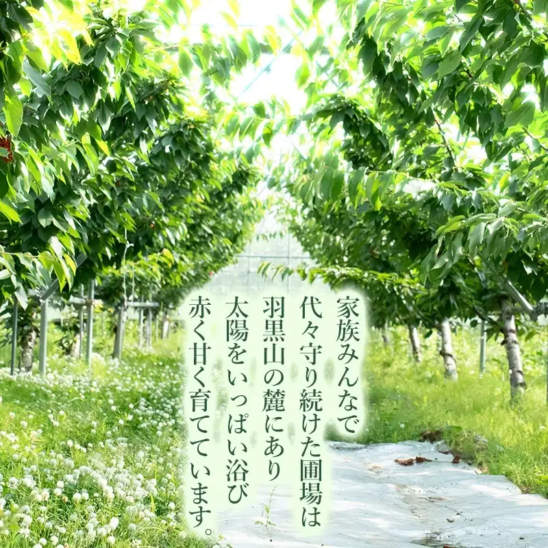【令和9年産】さくらんぼ 佐藤錦 (Lサイズ以上)  バラ詰め 500g 榎本菜園  K-935