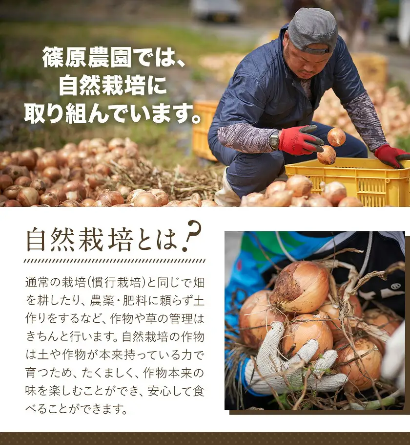玉ねぎ 葉付き 8kg 玉ねぎ