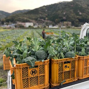 【先行予約：令和8年1月上旬以降順次発送予定】朝採り 土佐のブロッコリー 大玉6個 1.5~1.8kg 農家のオススメ専用レシピ付き【R01210】