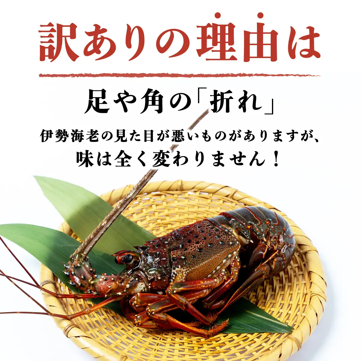 訳あり 活〆伊勢海老 500g(1～3尾)