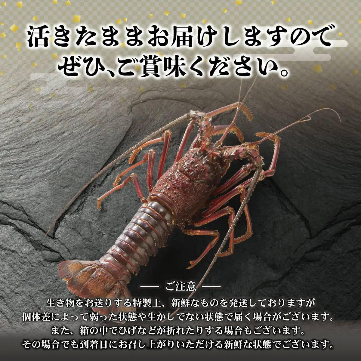 【先行予約】11月直送便 土佐獲れ 活伊勢海老 約700〜800g（2尾?4尾）  高知県土佐市 【株式会社とさもん】 [BQAE104]