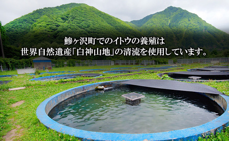 鰺ヶ沢産「幻の魚イトウ」フィレ1枚 約500g 魚貝類 川魚 