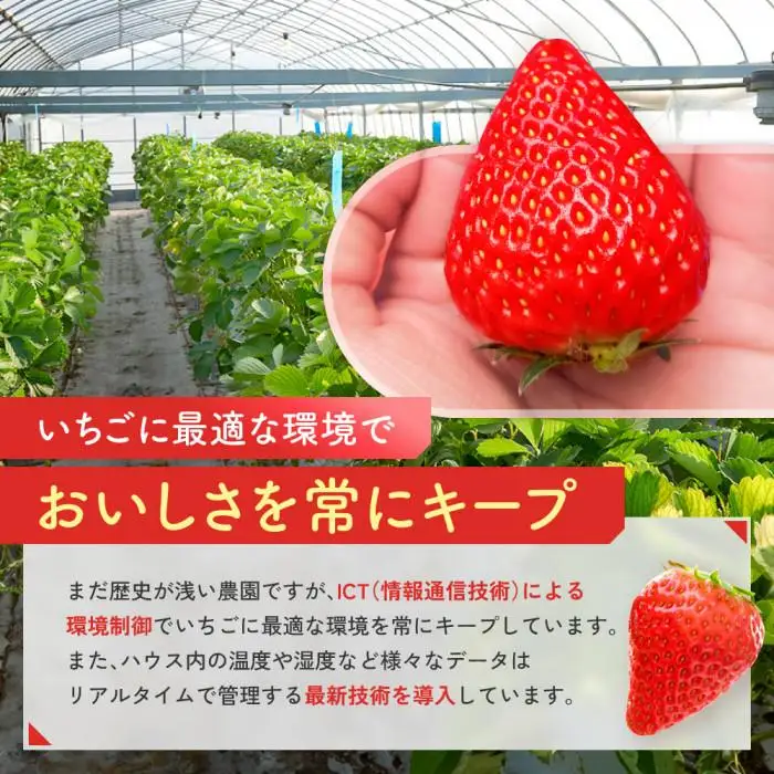 先行受付【静岡県産いちご】完熟紅ほっぺ2パックセット（300g×2パック）【2027年1月下旬～発送予定】