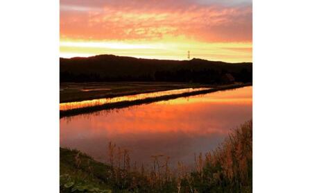 【通年受付】令和7年産魚沼産新之助　精米10kg（5kgx２袋）全12回 十日町市 十日町 米
