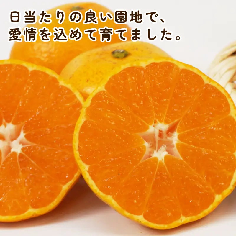 訳あり みかん 南柑20号 6kg ふるくとファーム ﾐｶﾝB010-037005