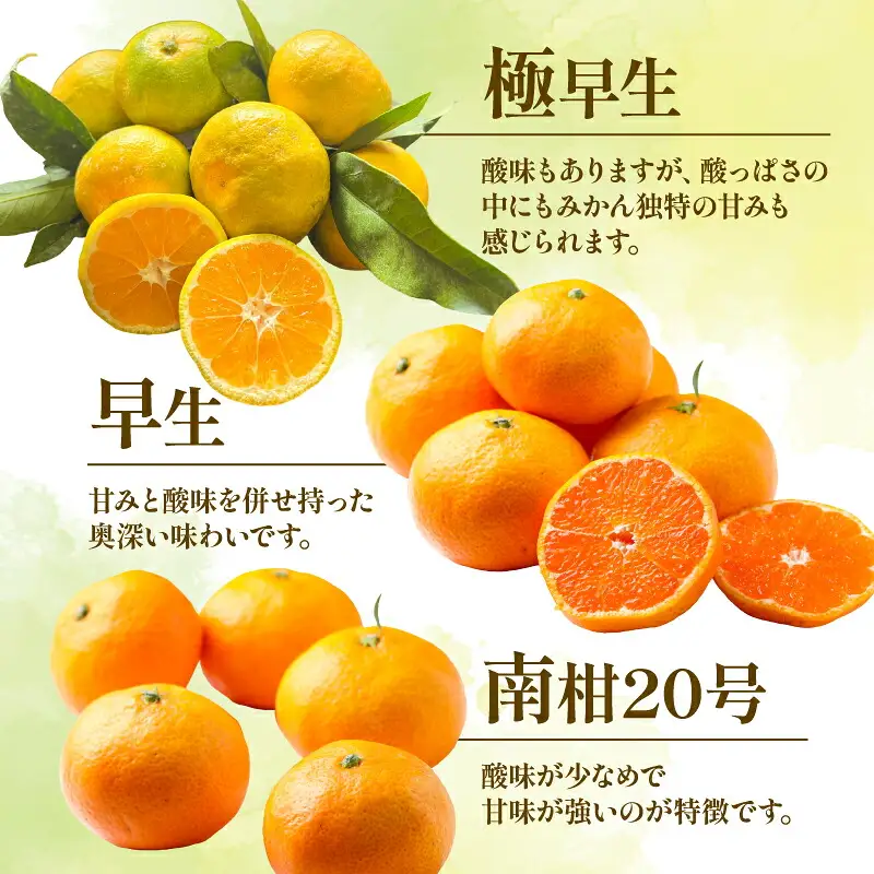 みかん 贈答用 おまかせ 温州みかん 3kg YAMAUCHI FARM 愛媛みかん 極早生 早生 南柑20号 愛媛蜜柑 愛媛ミカン うんしゅう 玉津 みかん mikan 先行予約 果物 フルーツ 柑橘 濃厚 甘い 甘味 蜜柑 産地直送 農家直送 数量限定 国産 愛媛 宇和島 B010-084003