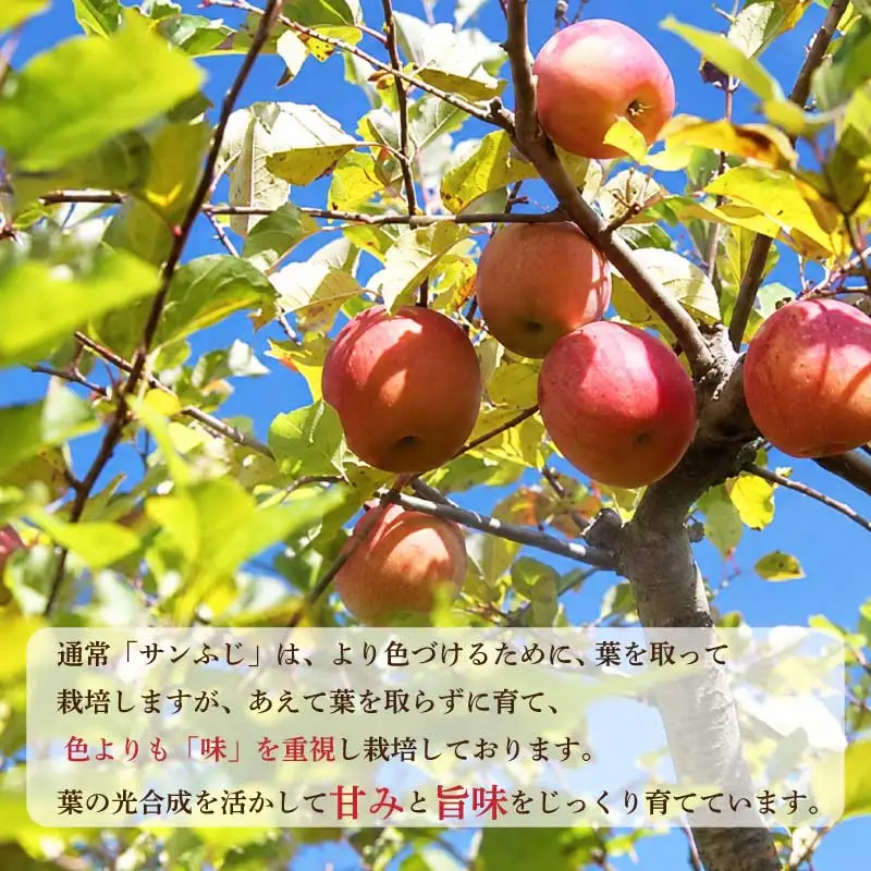 贈答用 完熟 りんご 5㎏ サンふじ 葉取らず