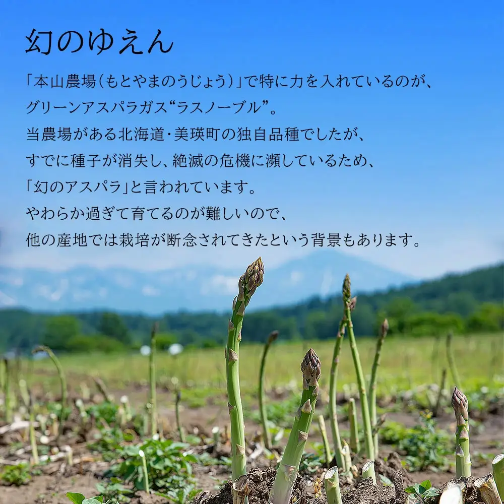 アスパラガス Lサイズ 2kg【令和9年産先行予約】北海道 ラスノーブル アスパラガス