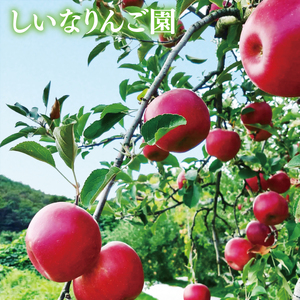 旬のおいしい奥久慈りんご食べ比べ 約3kg 【しいなりんご園】※2026年10月中旬頃発送開始予定｜茨城県 大子町 林檎 アップル 詰合せ 旬 果物 フルーツ ギフト 贈答（CI001-1）