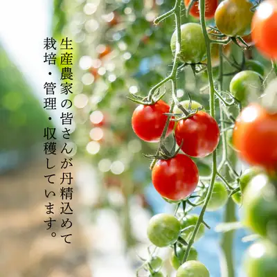 ミニトマト お試し 1.5kg｜玉宝