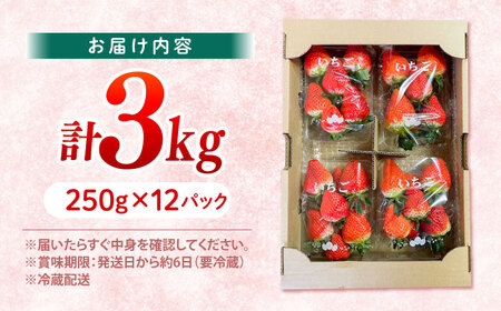 いちご 3kg CFV003 いちご