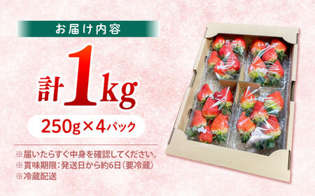 いちご 1kg CFV004 いちご