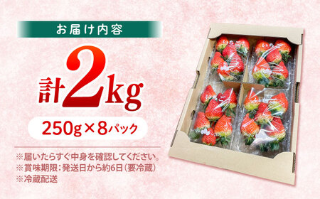 いちご 2kg CFV005 いちご 