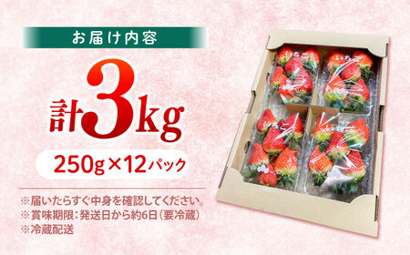 いちご 3kg CFV006 いちご 