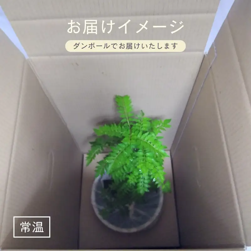 【先行予約】サンショウ苗木（鉢物）約30～55cm【2027年4月中旬以降順次発送予定】【 山椒 家庭菜園 ガーデニング 観葉植物 】 [m47-a006]
