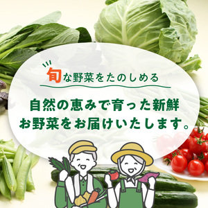【定期便】旬の新鮮野菜セットたっぷり8種以上 6か月【8056-1】