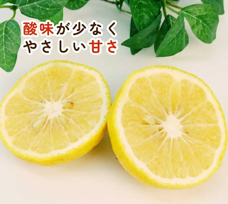 訳あり はるか みかん 約5.5kg ふるくとファーム かなこちゃん はるか B010-037007