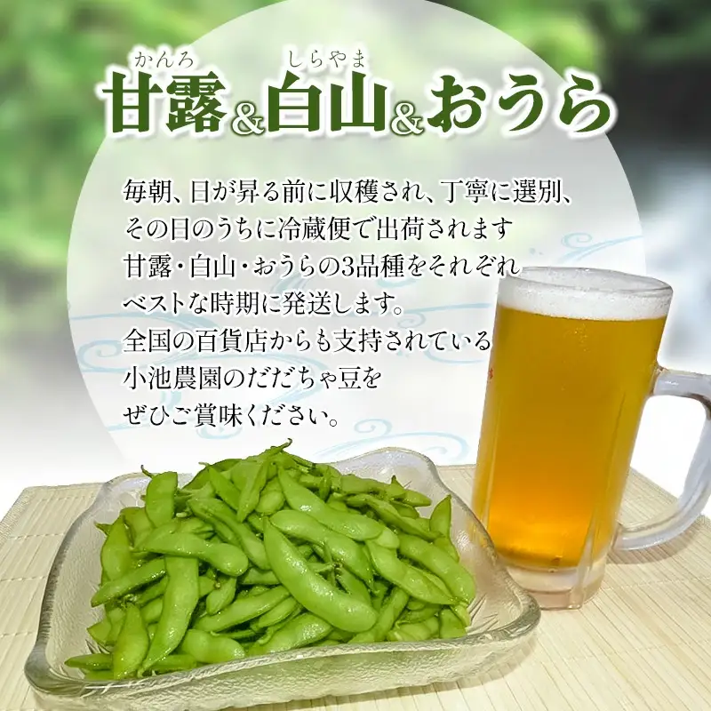 【令和8年産先行予約】【3回定期便】【鶴岡の夏の旬を伝える】 小池農園のだだちゃ豆 【甘露・白山・おうら】 1.8Kg（600g×3袋）K-832