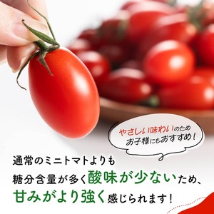 宮崎県産ミニトマト「アイコ」3kg 【 宮崎県産 ミニトマト トマト 】