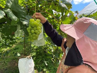 【ふるさと納税】【数量限定】訳あり 朝どれ 新鮮 季節のぶどう おまかせ２房セット（約1.2kg） 期間限定 数量限定