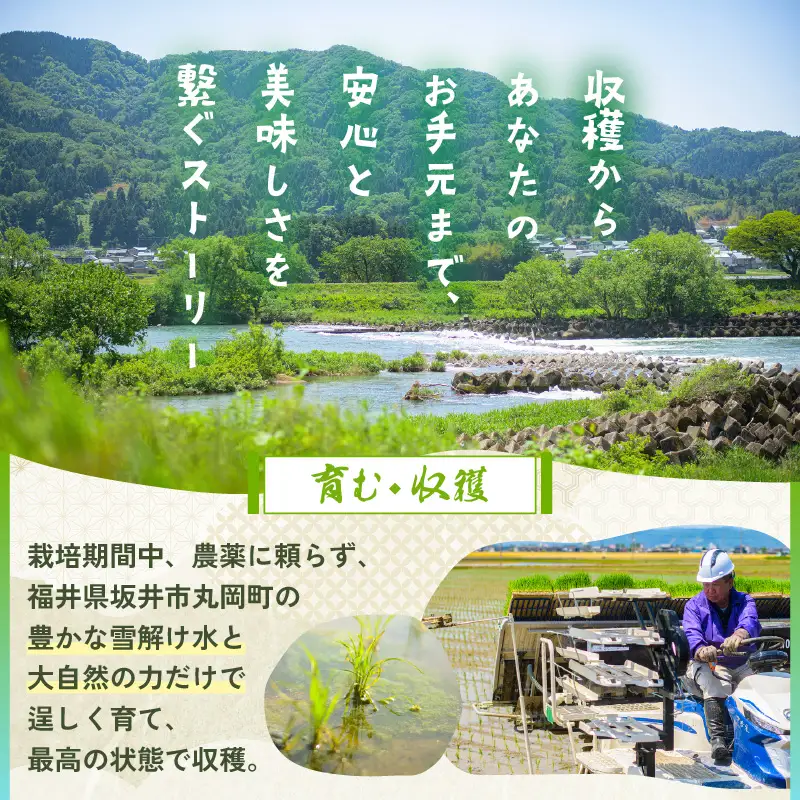 こしひかり 5kg 令和7年産 精米 ブランド米 コシヒカリ [A-10812]