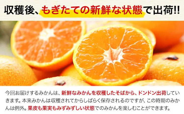  訳あり 小玉みかん  5kg 秋 旬 不揃い 傷 ご家庭用 SDGs たっぷり 熊本県 産 S-3Sサイズ フルーツ 柑橘 《9月下旬-12月下旬頃出荷》
