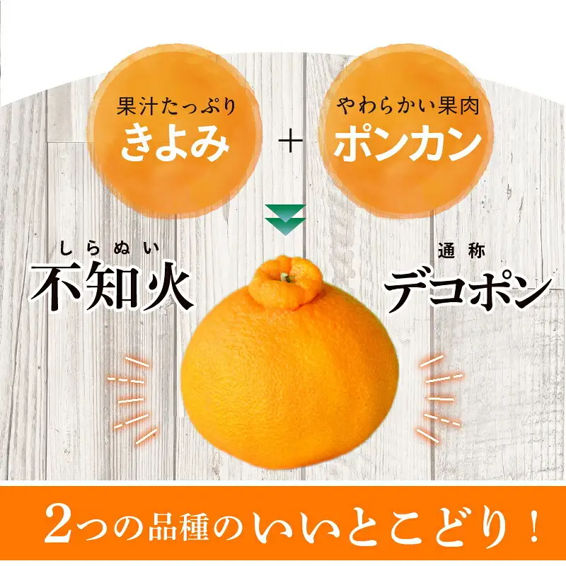 【2027年先行予約】春みかん「デコ」不知火 [約2.8kg] 湯浅町 田村産 (果実サイズおまかせ) / 紀伊国屋文左衛門本舗_V7431