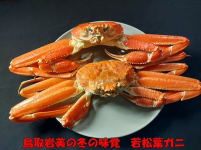 【先行予約】鳥取県岩美町特産 若松葉ガニ姿茹で 2枚セット※お届けは2027年2月上旬～【22042】