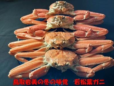 【先行予約】鳥取県岩美町特産 若松葉ガニ姿茹で 4枚セット※お届けは2027年2月上旬～【22044】