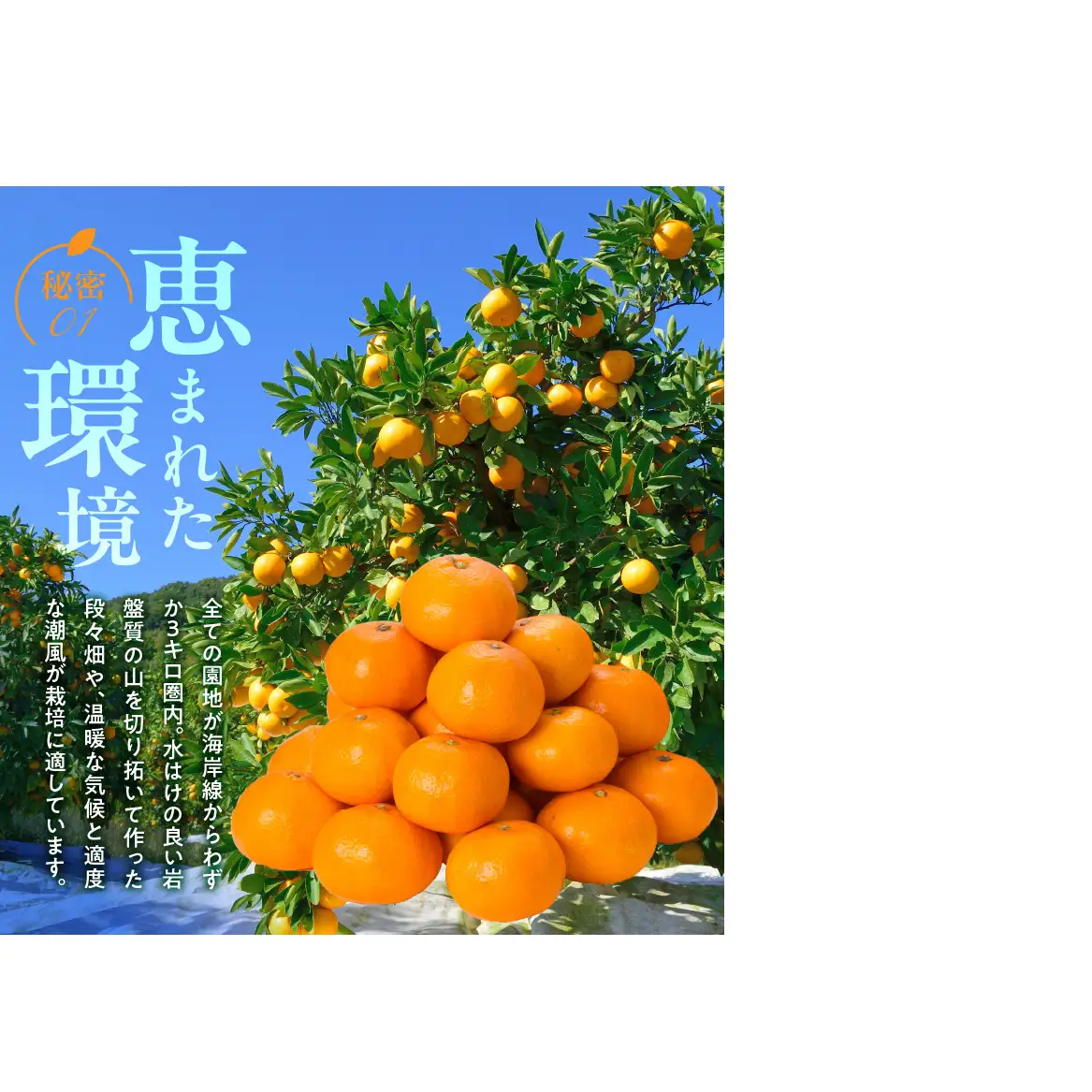 【2026年先行予約】田村みかん／特選ギフト品3kg【サイズ指定なし】_V7454