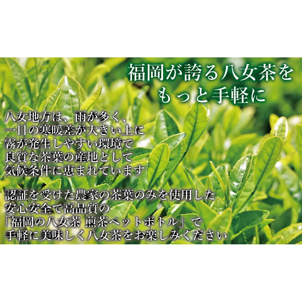 【八女茶】煎茶ペットボトル 500ml×24本